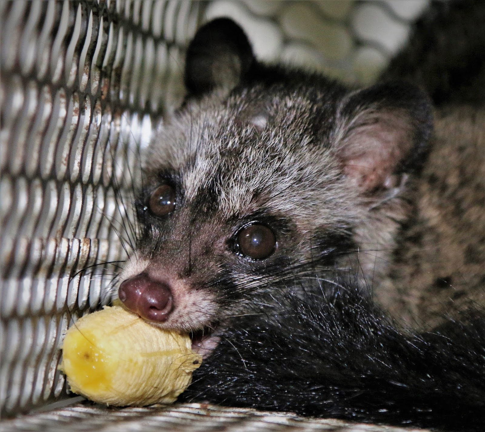 RonNatureAdventures A Close Encounter with Asian Palm Civet