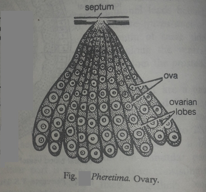 Zoology for higher secondary level Earthworm Reproductive System