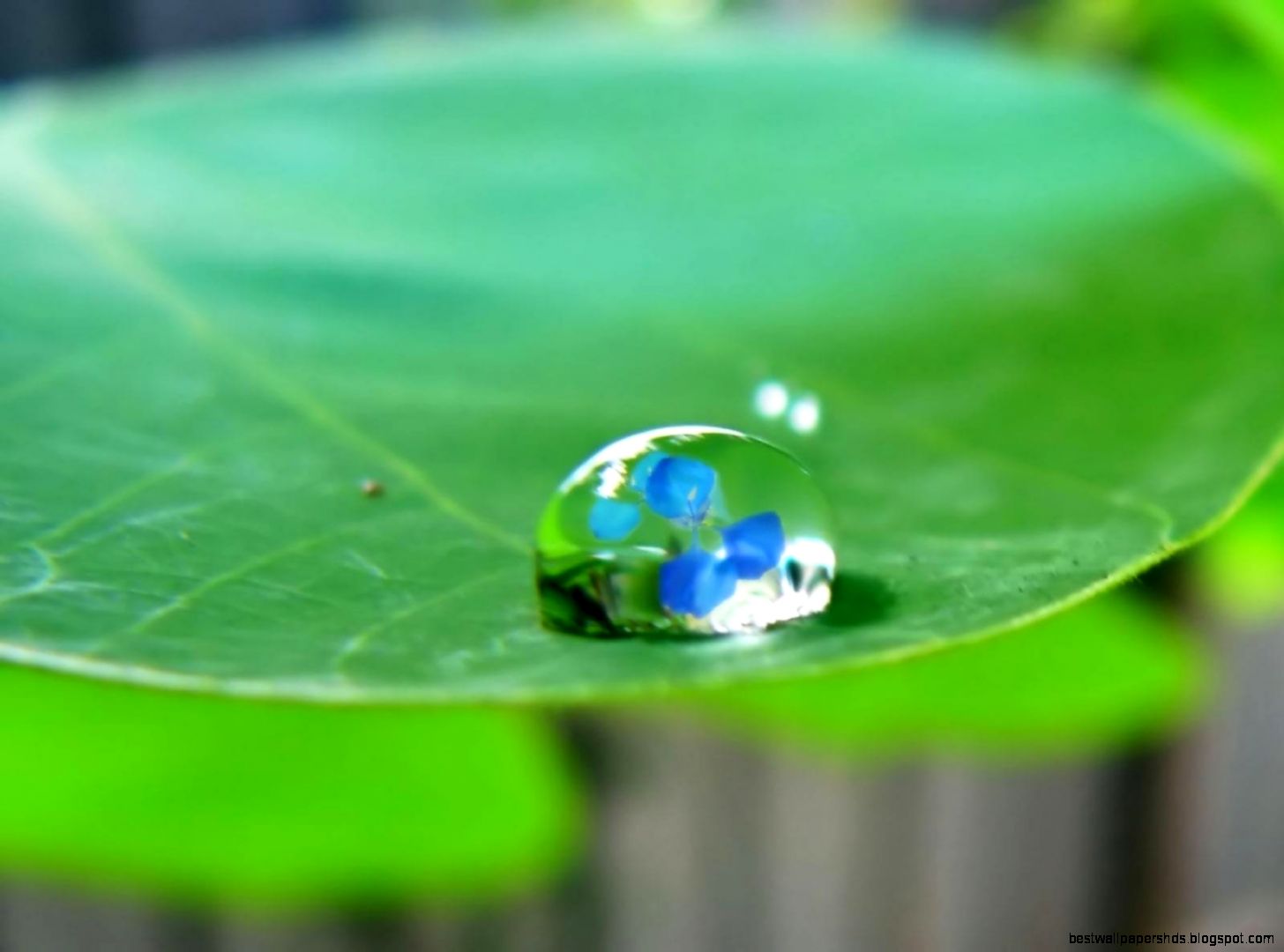 Water Drop On Leaf