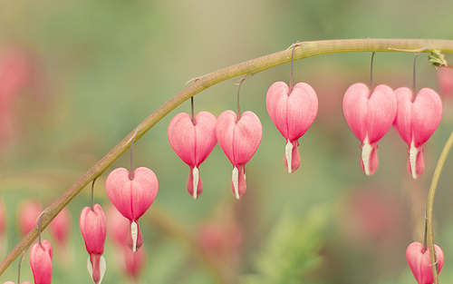best photos 2 share: Blossoming Bleeding Heart Pictures