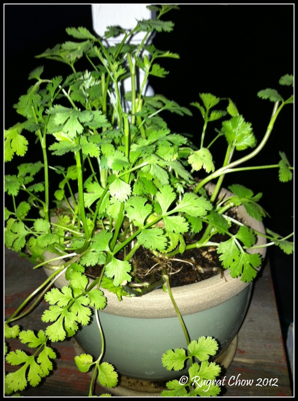 A Whole Food Life Herb & Spice Fact of the Day