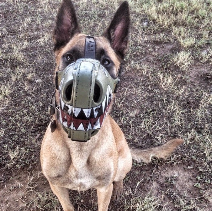 Terrierman's Daily Dose Awesome Muzzles That Tell a Story