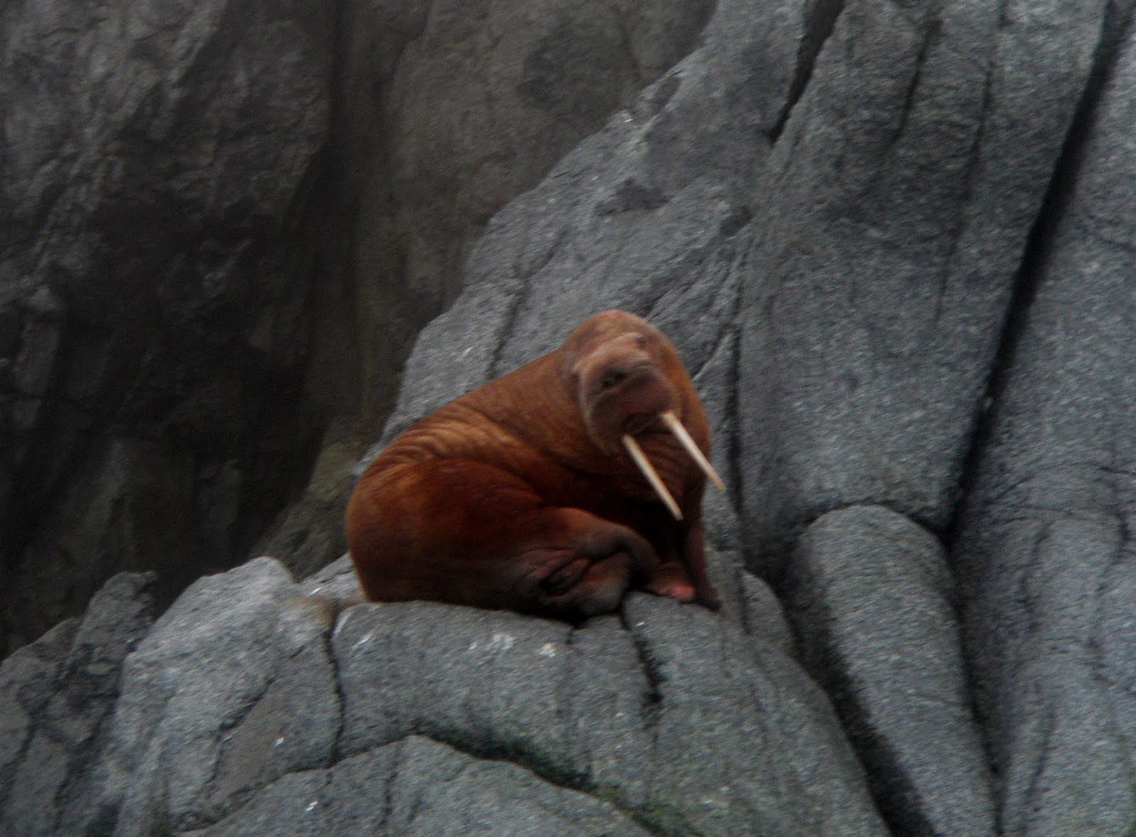 sunshinecoastbirds: Sea Mammals of the Russian Arctic