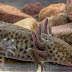 Exhorta Compesca a proteger y preservar el Achoque