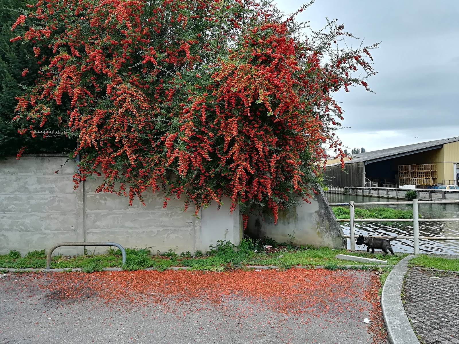 JRF Pyracantha, « buisson ardent