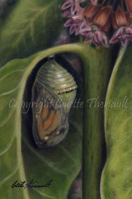 Pastel Painting of Monarch Butterfly Chrysalis Stage on Common Milkweed Plant by Colette Theriault