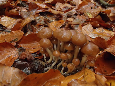 grzyby 2018, grzyby w październiku, grzyby na Śląsku, grzyby jesienne, grzyby zimowe, boczniaki, czubajki, borowiki, grzyby nadrzewne