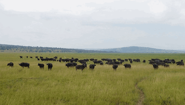 África para principiantes: el Parque Akagera de Ruanda ScreenShot011