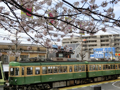 江ノ電と桜
