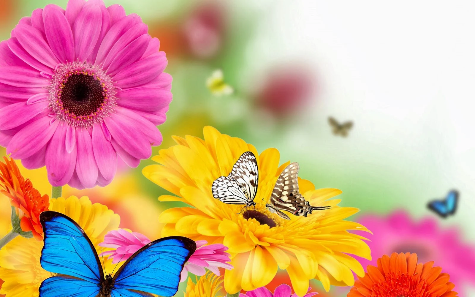 Verschillende soorten vlinders en kleuren bloemen