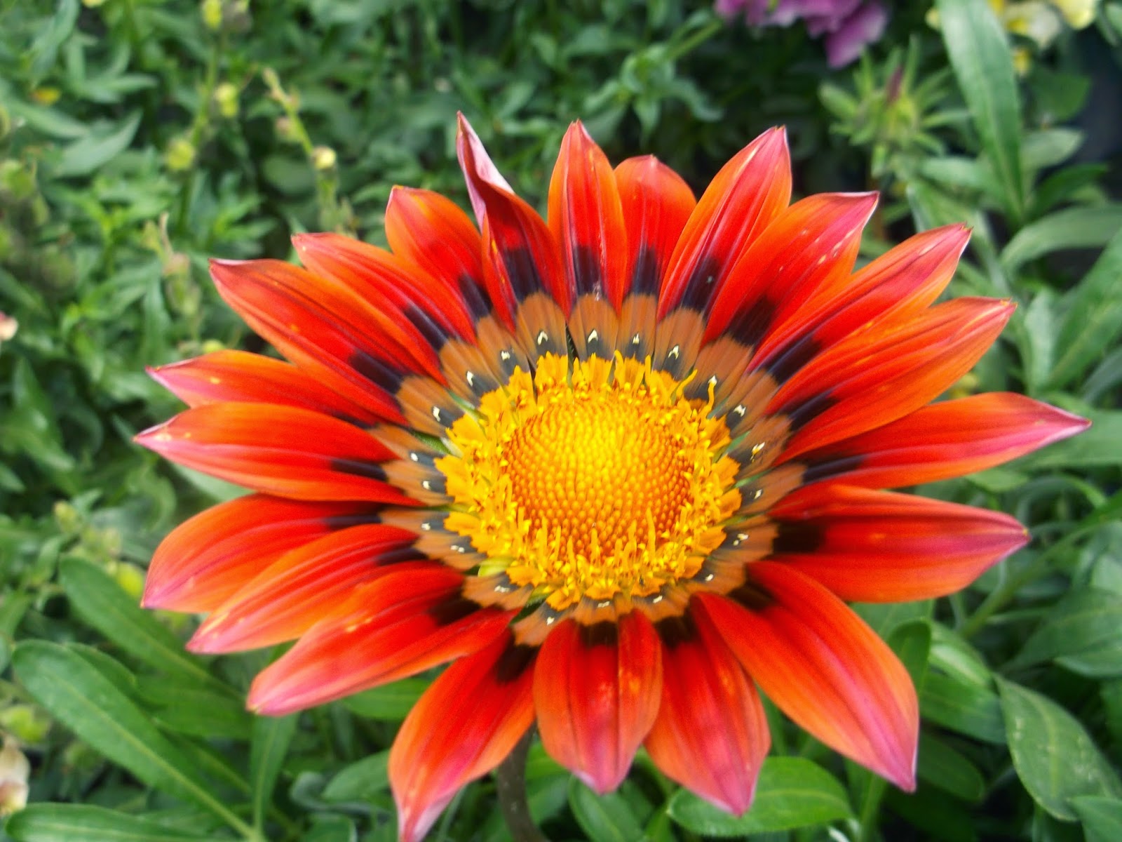 Купить гацания солнечный свет, 0.2 г по цене 54 руб. в интернет магазине "Первые