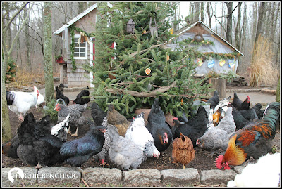 Chicken yard Christmas Tree. Chicken yard Christmas Tree.