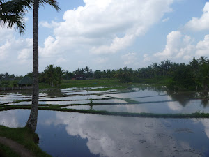 Rice Fields at Ubud, Bali