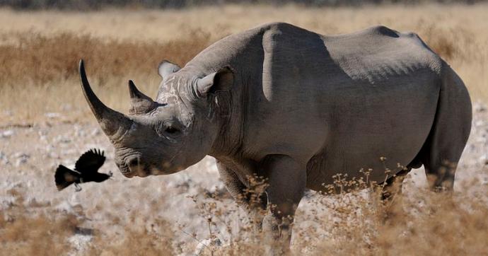 a romping western black rhinoceros a romping western black rhinoceros