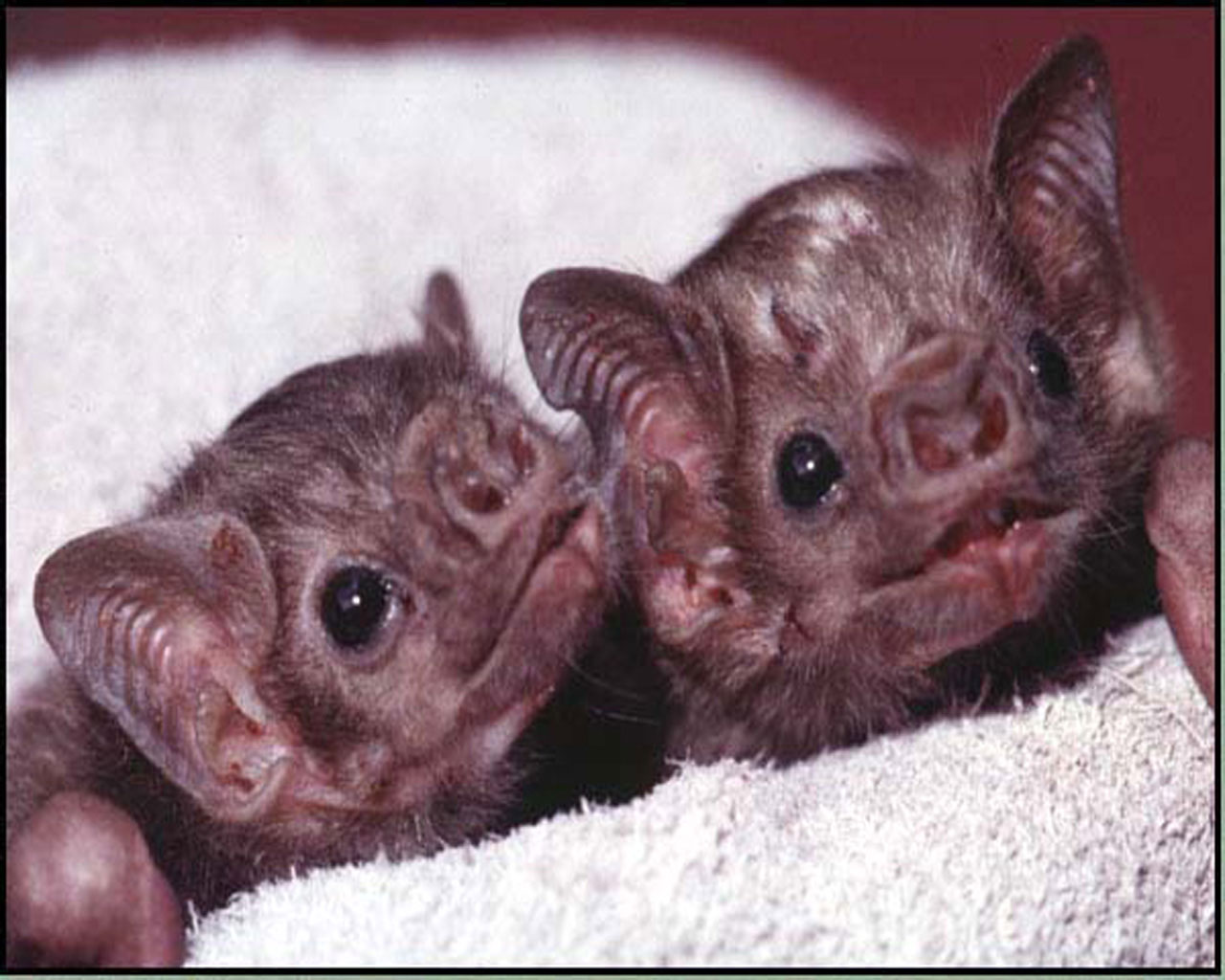 Best Jungle Life: Vampire Bats & Vampire Bats Pics