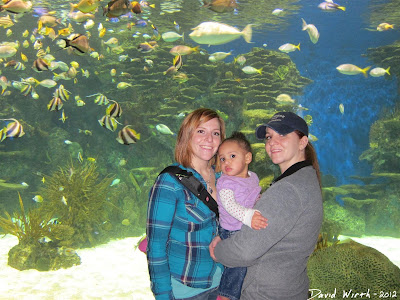 aquarium, downtown gatlinburg, tennessee