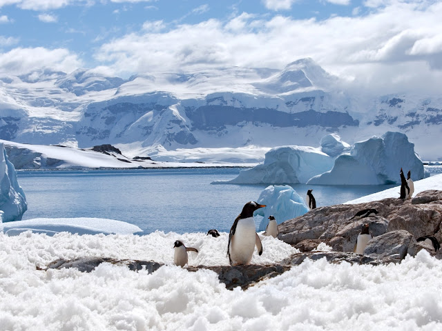 camping antartika, antartika, berpetualang, Pengalaman Berharga Seumur Hidup