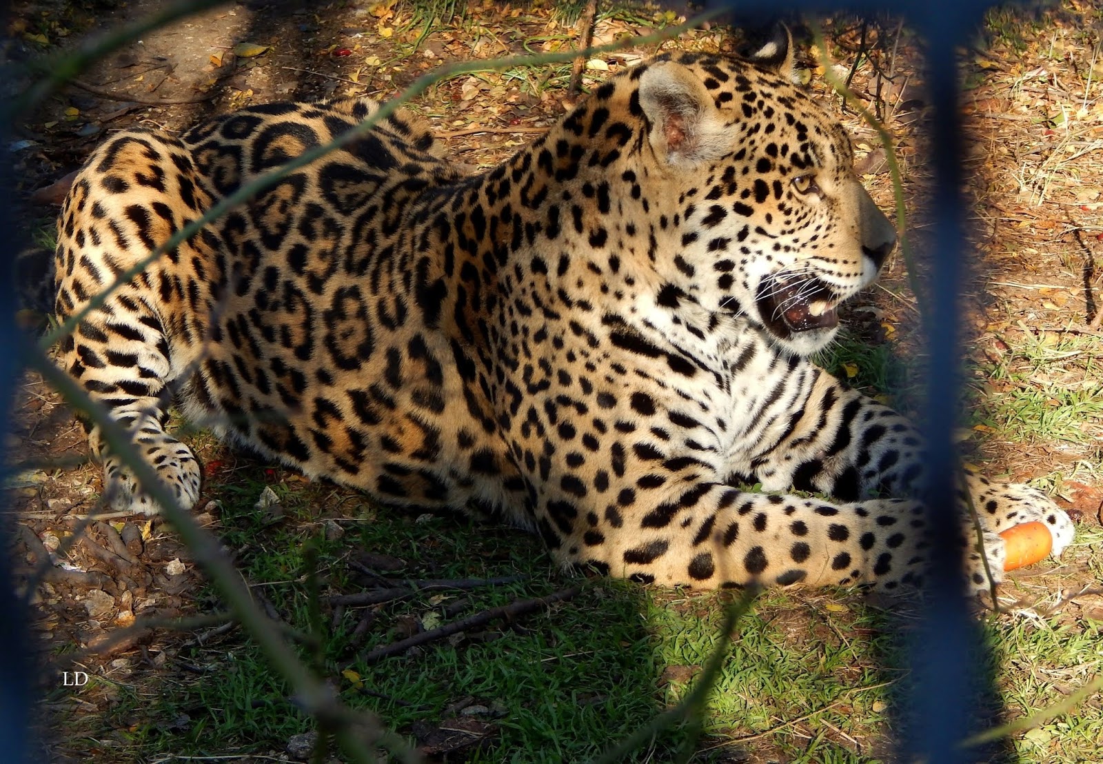 ягуар тайган. ягуар тайган. тайган сафари парк ягуар. ягуар в тайгане. ручной леопард в тайгане.