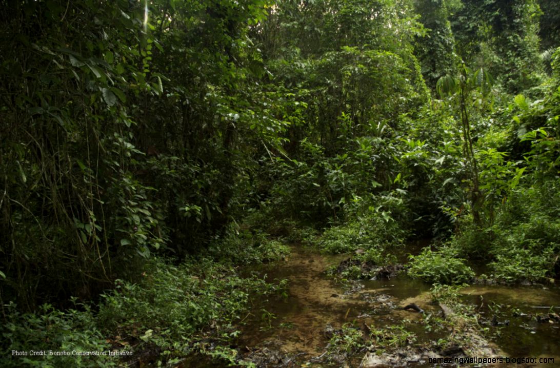 Bonobo Conservation Initiative » Preserving Rainforest