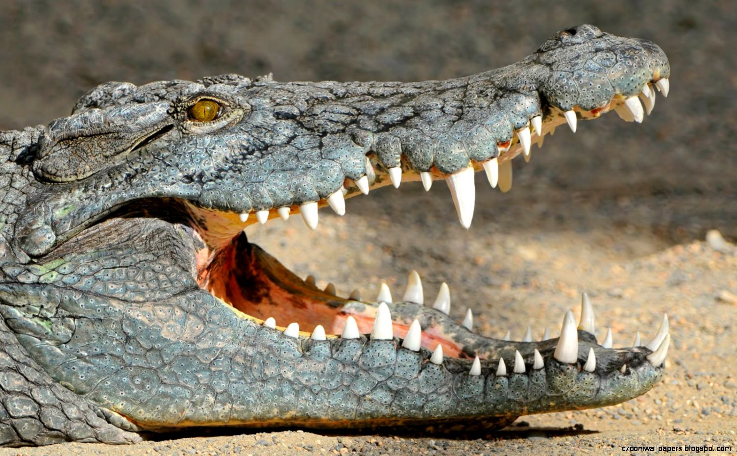 Awesome Hd Wallpapers Of Crocodile Attacks Cattle