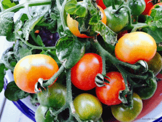 Gro Jeanettes tomatplante.