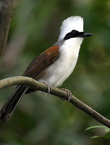 Tìm hiểu về sáo đá đầu trắng - Loài chim độc đáo của Việt Nam