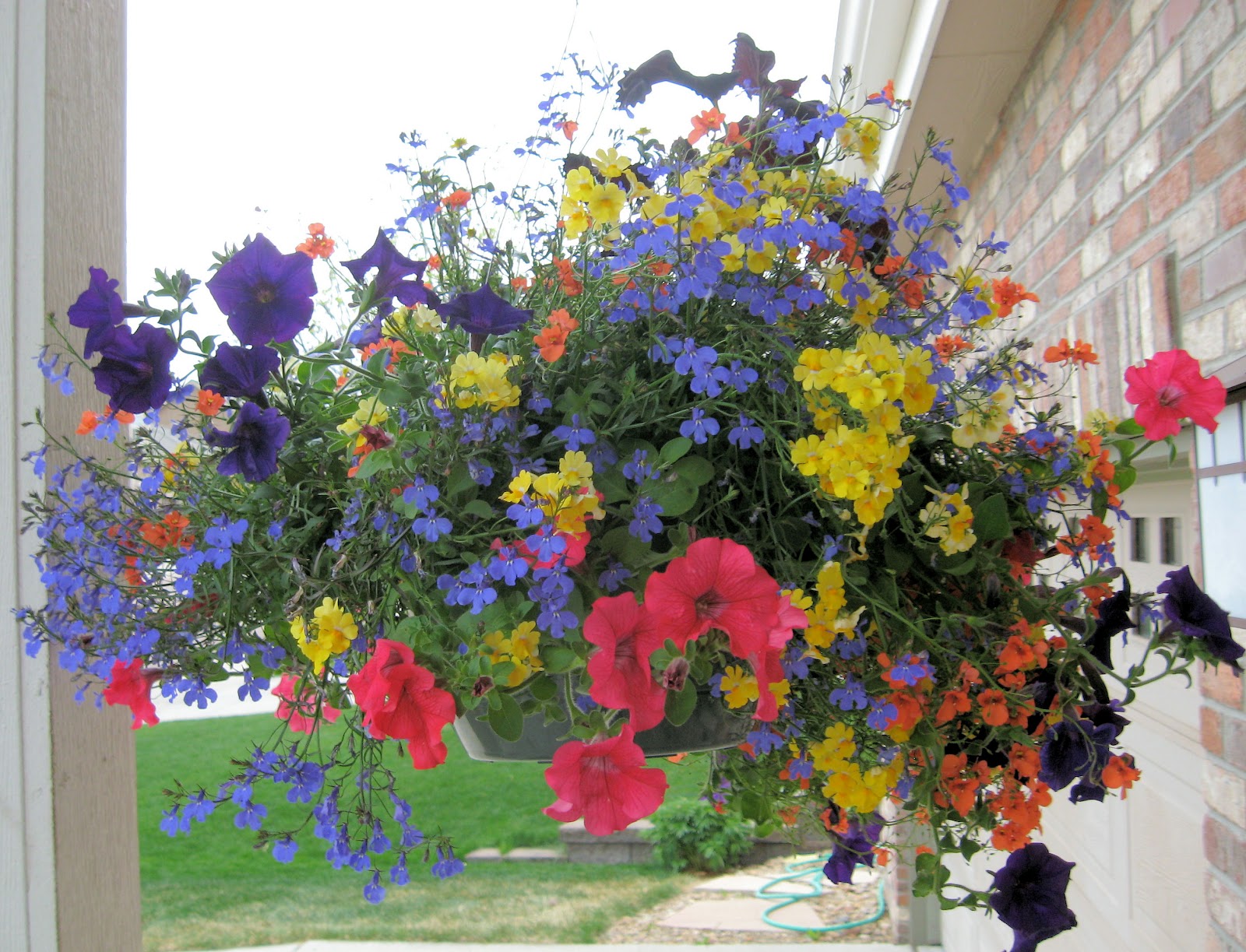 The Brilliant Blog Hanging Baskets & Patio Pots
