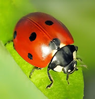 Yeşil bir yaprak üzerinde siyah benekli kırmızı uğur böceği