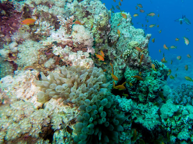 scuba diving read sea aqaba jordan - MAHO on Earth Boutique Adventure Tours and Travel Blog