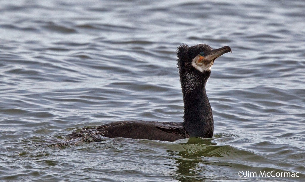 Ohio Birds and Biodiversity Cormorant battles giant fish!