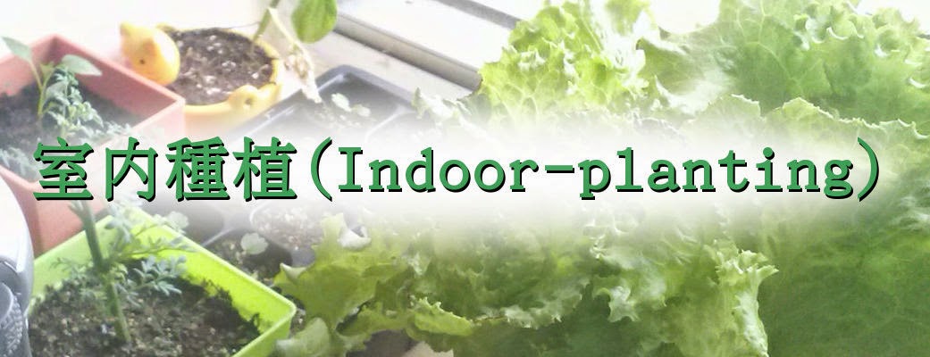 室內種植(Indoor-planting)