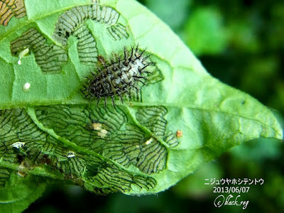 コレクション ニジュウヤホシテントウ 幼虫 231571-ニジュウヤホシテントウ 幼虫