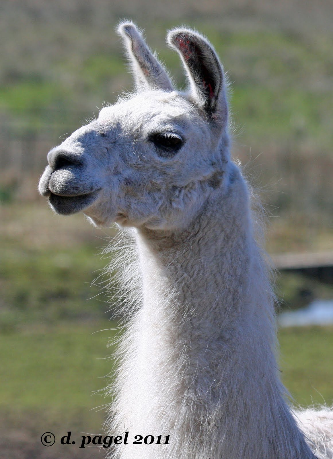 DeltaBluez Stockdogs: Llamas in the spring DeltaBluez Stockdogs: Llamas in the spring