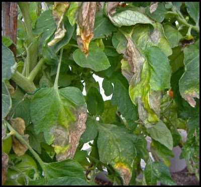 What is tomato blight?