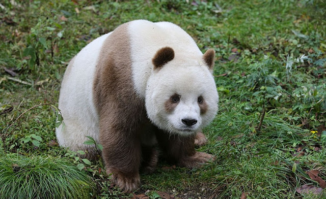 brown panda
