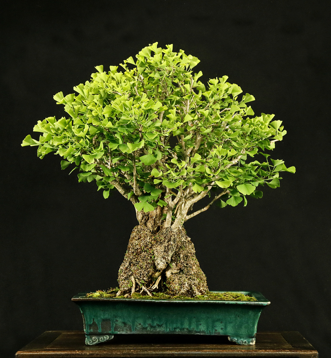 The Ginkgo Pages Forum Blog Beautiful Ginkgo bonsai