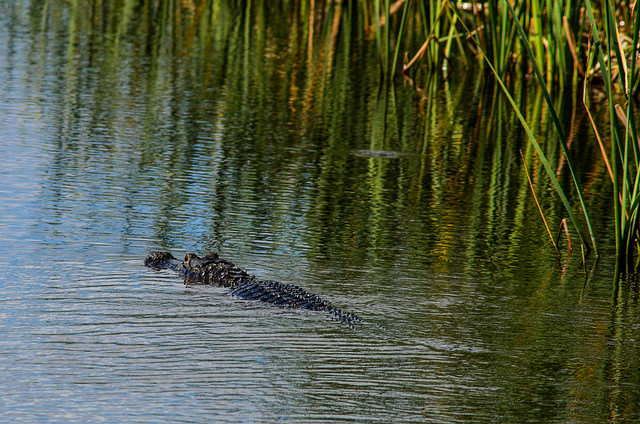 narodní_park_everglades