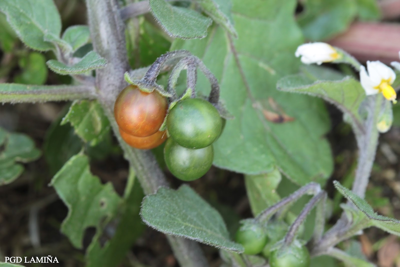 SOLANUM NIGRUM. tomatillos del diablo.