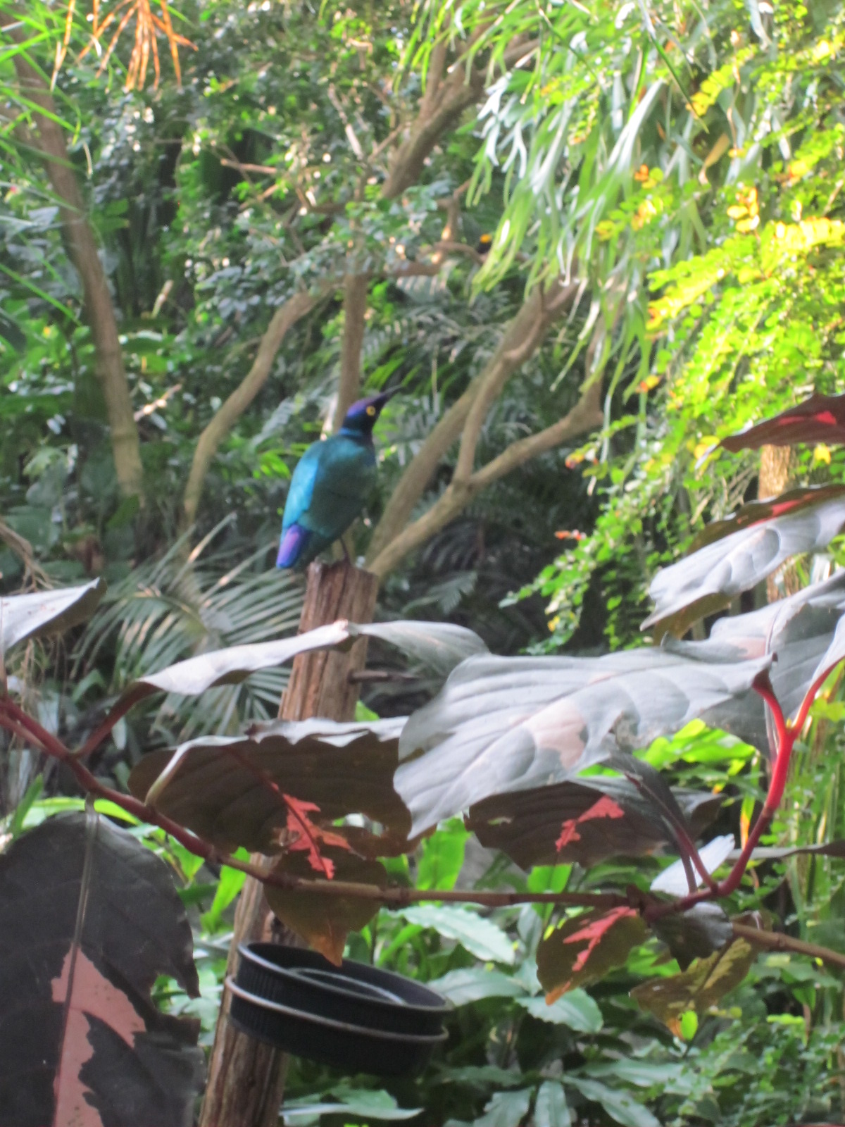 Travel NC With Kids North Carolina Zoo Aviary So Much Beauty Under