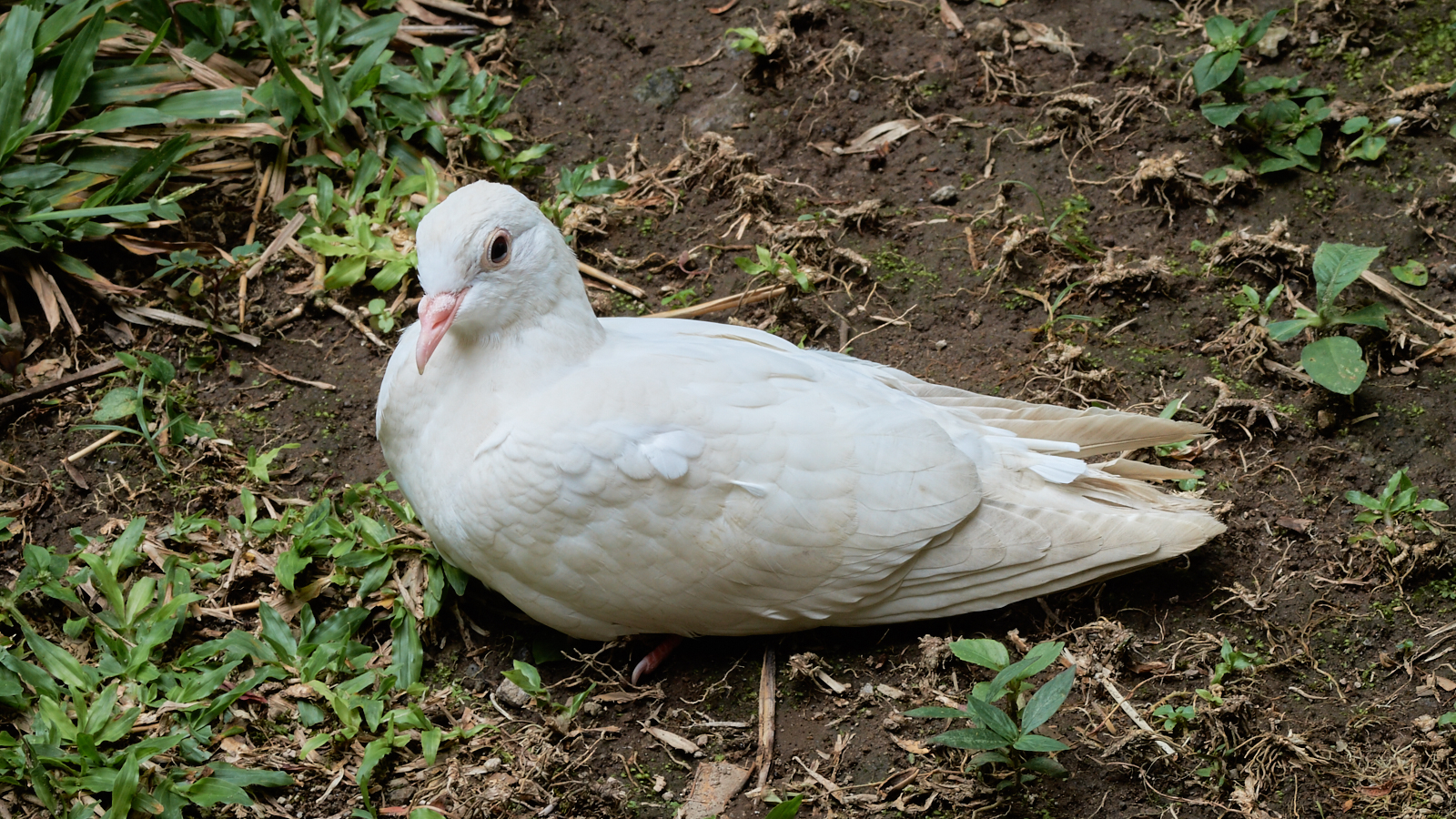 Though not a polar bear she is white and wild
