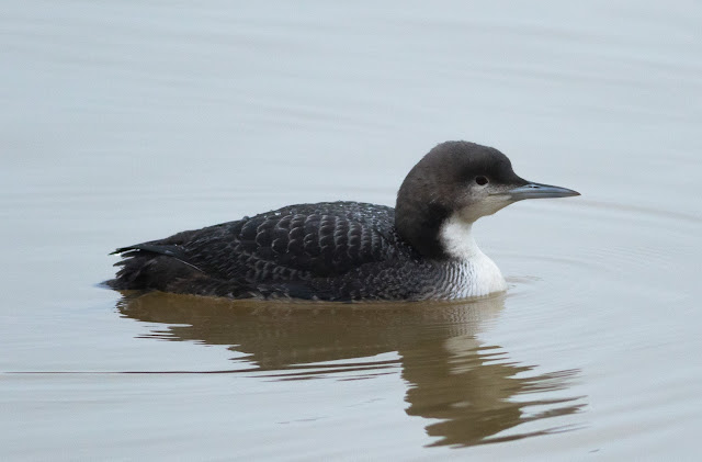 Pacific Diver - Druridge Bay CP, Northumberland