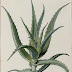 Aloes drzewiasty - opis i uprawa