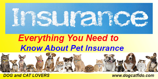 Everything You Need to Know About Pet Insurance