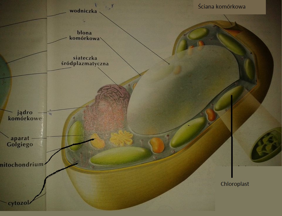 ściana Komórkowa Grzybów Zbudowana Jest Z Biologia w gimnazjum: KOMÓRKOWA BUDOWA ORGANIZMÓW