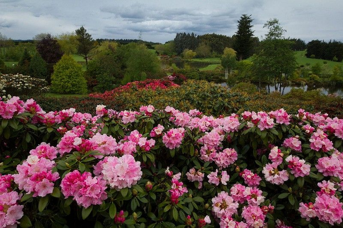 Красота растений 2 класс окружающий. Сад Maple Glen Garden, новая Зеландия. В частный сад Maple Glen. Завораживающие сады. Фоторассказ красота растений розы.