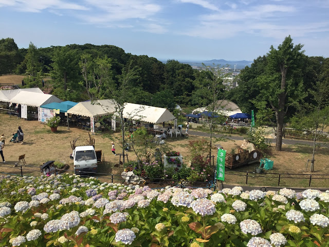 Not Your Granny S Hydrangeas The Dirt Diaries
