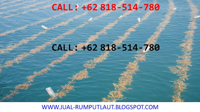 Budidaya Rumput Laut Pdf File