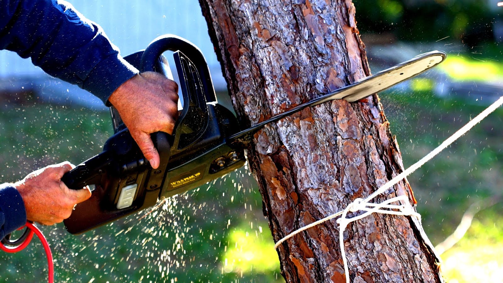 Arborist Cut Tree Service Tree Choices