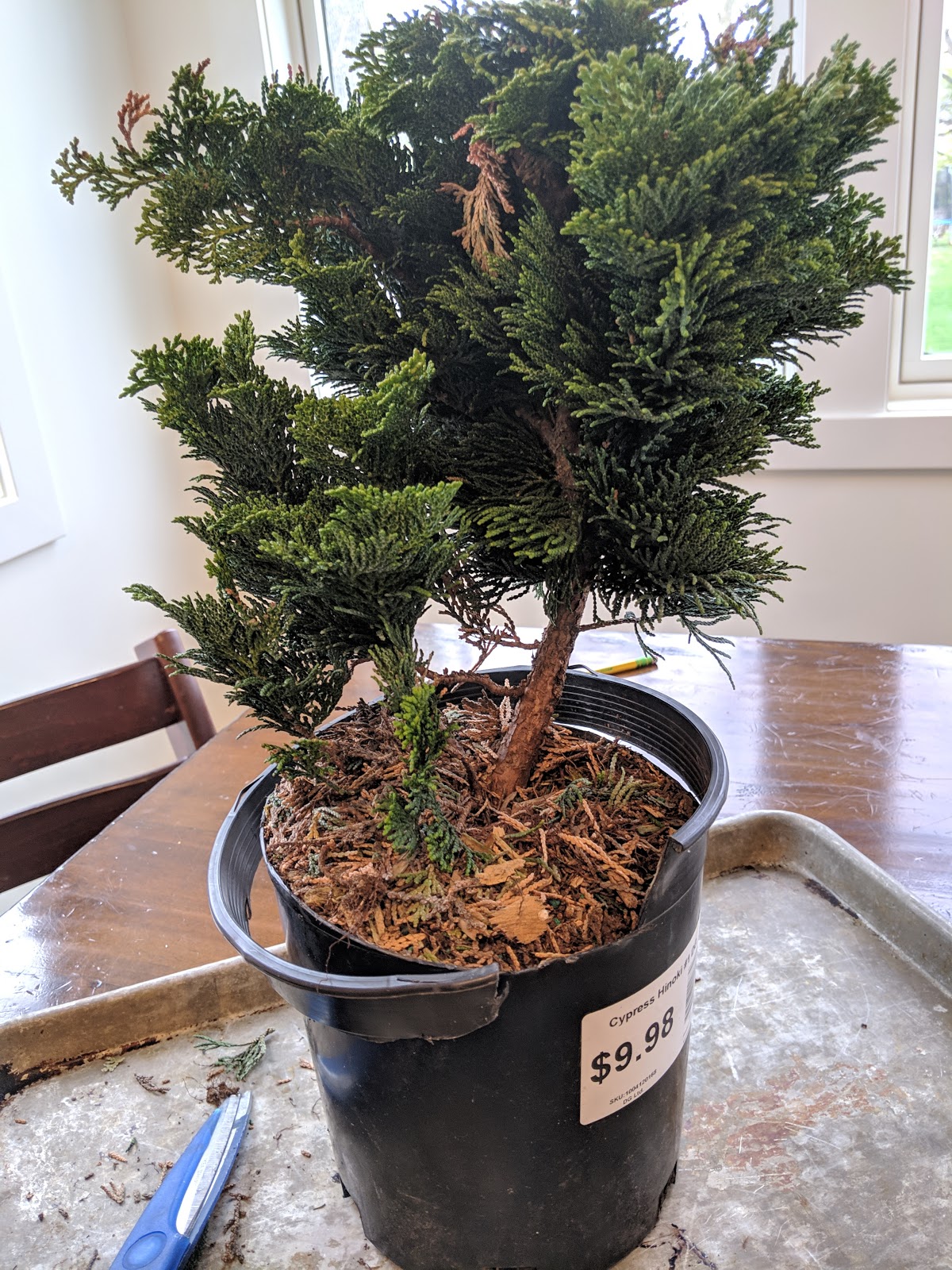 Starting My Bonsai Journey Cypress Hinoki Nursery Stock