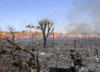 Queimadas e Desmatamentos: Ibama embarga áreas e aplica multas por atividades ilegais no Cariri